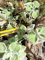 Marrubium supinum