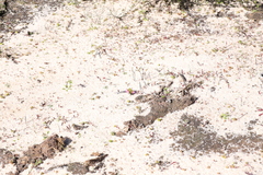 Levenhookia leptantha