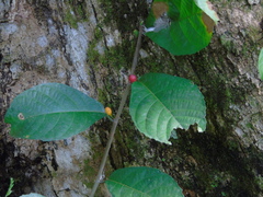 Ficus montana