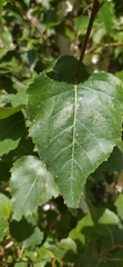 Betula tianschanica
