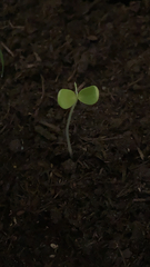 Magnoliopsida