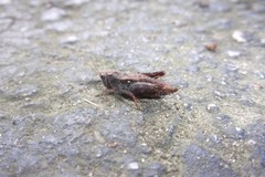 Tettigidea