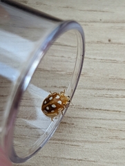 Halyzia sedecimguttata