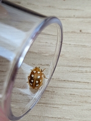 Halyzia sedecimguttata