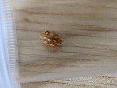 Halyzia sedecimguttata