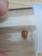 Halyzia sedecimguttata