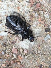 Carabus nemoralis