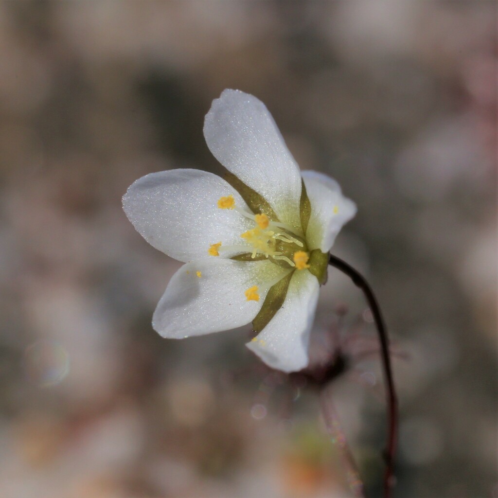Drosera salina, Lake Camm WA 6355, Australia