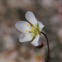 Drosera salina