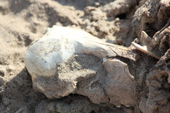 Halichoerus grypus grypus