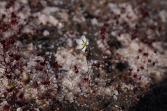 Drosera salina
