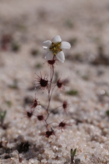 Drosera salina