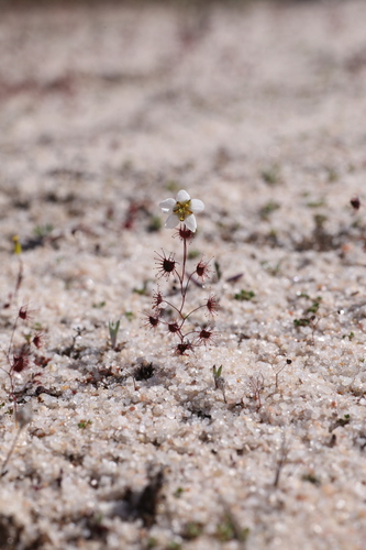 Drosera salina