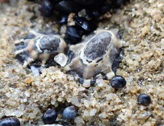 Patelloida latistrigata