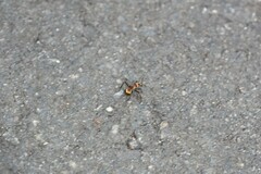 Polyrhachis bihamata