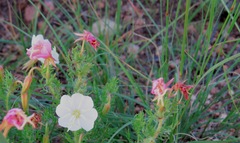 Oenothera