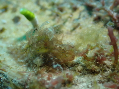 Bursatella ocelligera