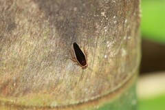 Pseudophyllodromia laticeps