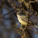 Straneck's Tyrannulet - Photo (c) Jorge Schlemmer, some rights reserved (CC BY-NC), uploaded by Jorge Schlemmer
