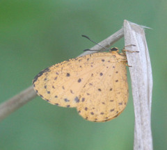Pentila tropicalis