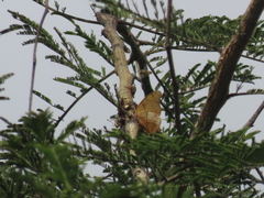 Polyura zoolina