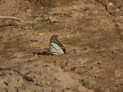 Polyura zoolina