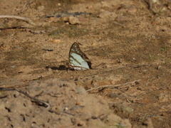 Polyura zoolina