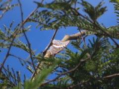 Charaxes saturnus
