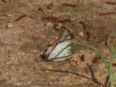 Polyura zoolina