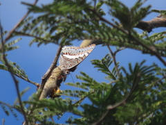Charaxes saturnus