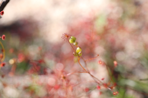 Drosera moorei