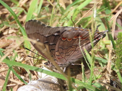 Charaxes guderiana