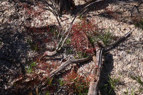 Drosera moorei
