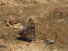 Charaxes guderiana