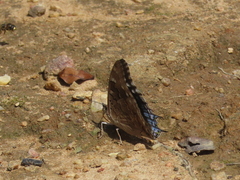 Charaxes guderiana