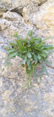 Campanula lehmanniana, photograph 6