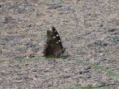 Charaxes guderiana