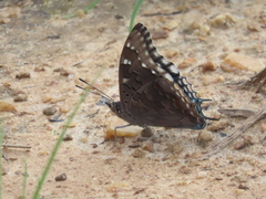 Charaxes guderiana