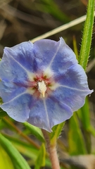 Trichodesma zeylanicum