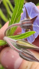 Trichodesma zeylanicum