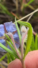 Trichodesma zeylanicum