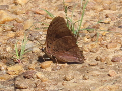 Charaxes guderiana