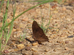 Charaxes guderiana