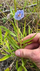 Trichodesma zeylanicum