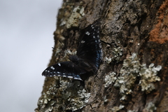 Charaxes guderiana