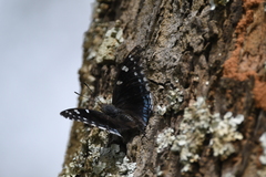 Charaxes guderiana