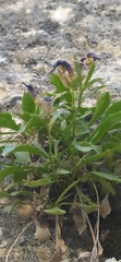 author not stated, no rights reserved Campanula lehmanniana, photograph author not stated, no rights reserved