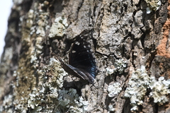 Charaxes guderiana