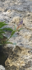 author not stated, no rights reserved Campanula lehmanniana, photograph author not stated, no rights reserved
