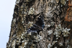 Charaxes guderiana